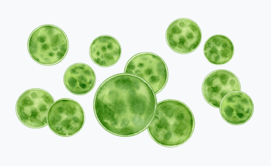 Microalgae