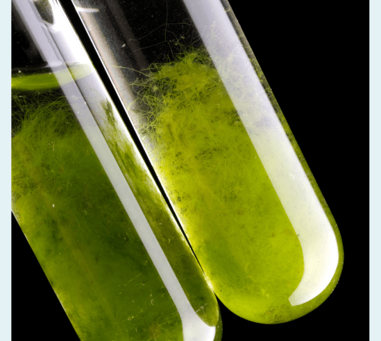 Algae in a test tube on a black background