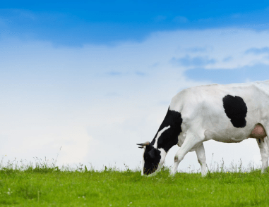 A picture showcasing a cow in the midst of grazing on grass.