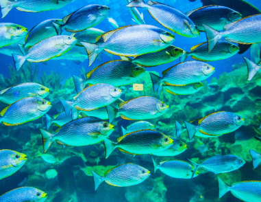 A picture depicting a school of fish navigating the depths of the aquatic environment.